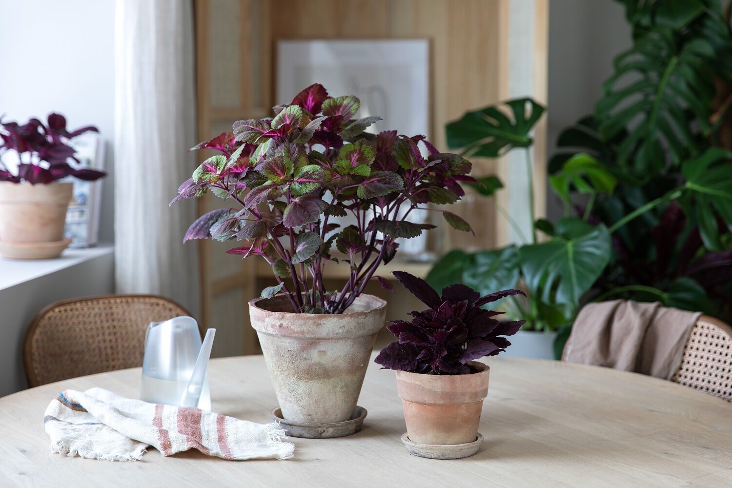 Coleus China Rose